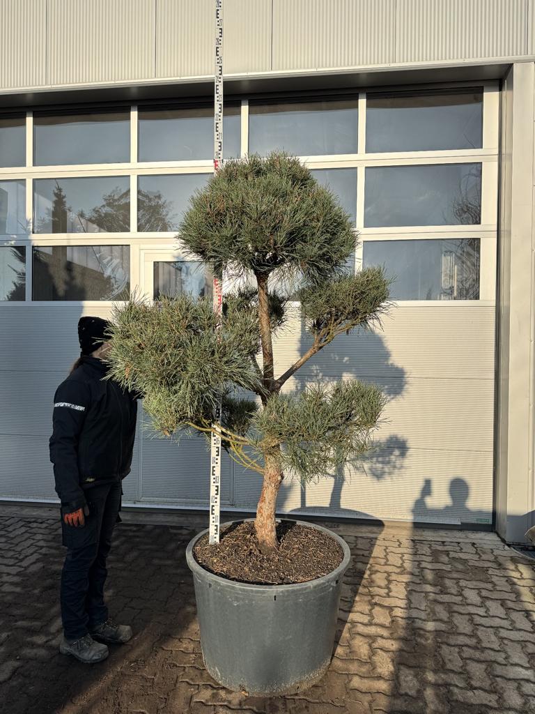Pinus sylvestris Bonsaiform