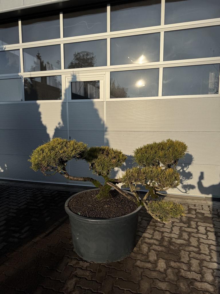 Pinus mugo Bonsaiform Spezial