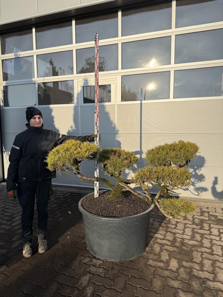 Pinus mugo Bonsaiform Spezial