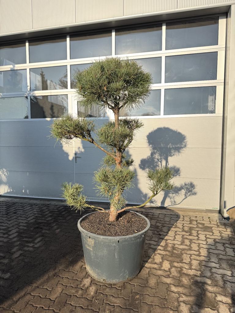 Pinus sylvestris Bonsaiform