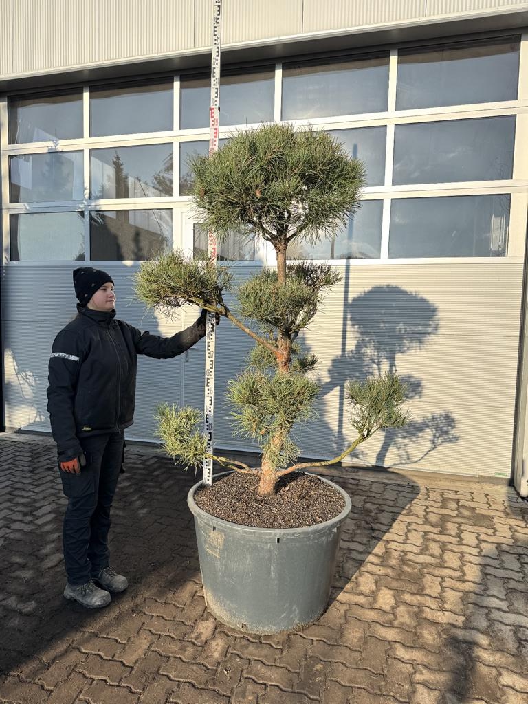 Pinus sylvestris Bonsaiform