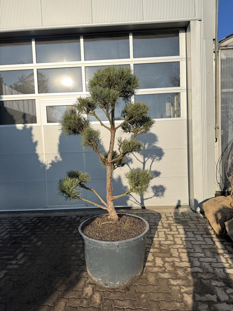 Pinus sylvestris Bonsaiform