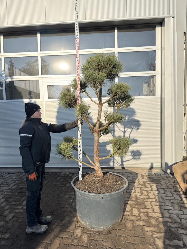 Pinus sylvestris Bonsaiform