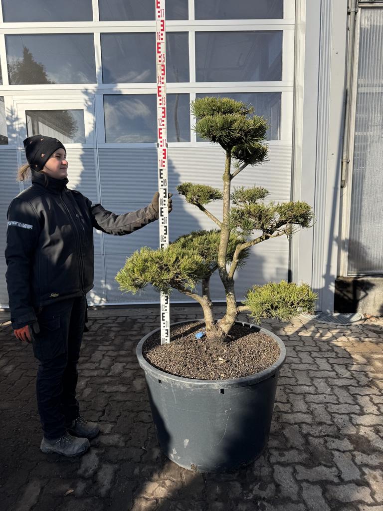 Pinus mugo Bonsaiform Spezial