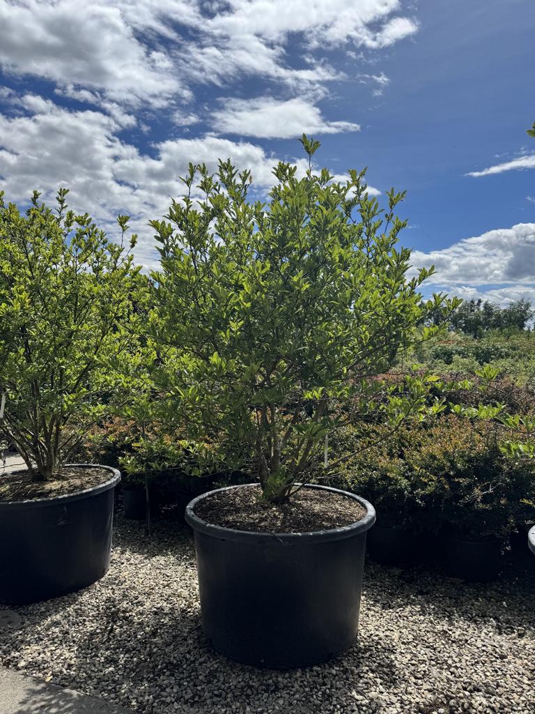 Magnolia stellata