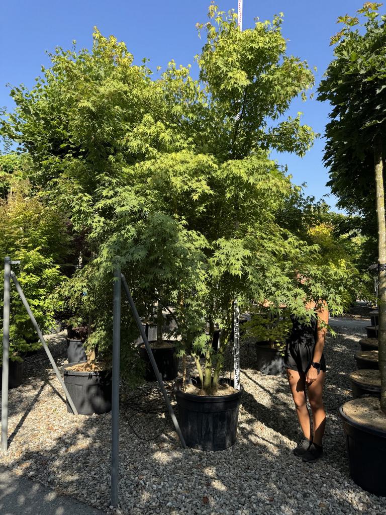 Acer palmatum