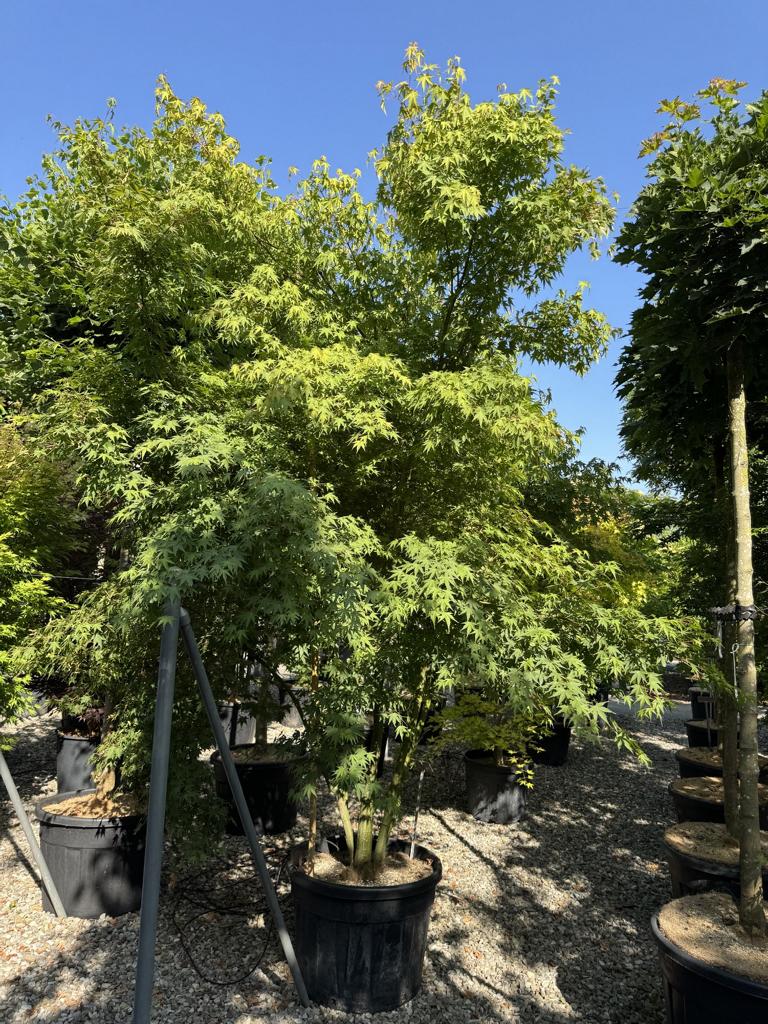 Acer palmatum