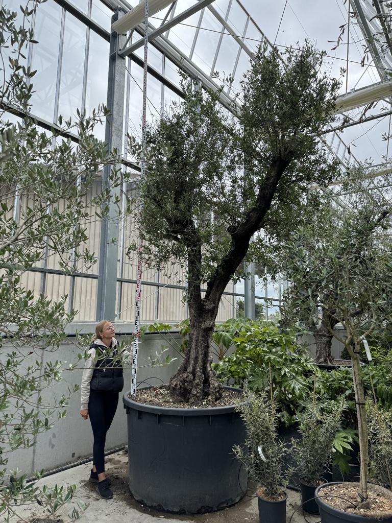 Olea europaea