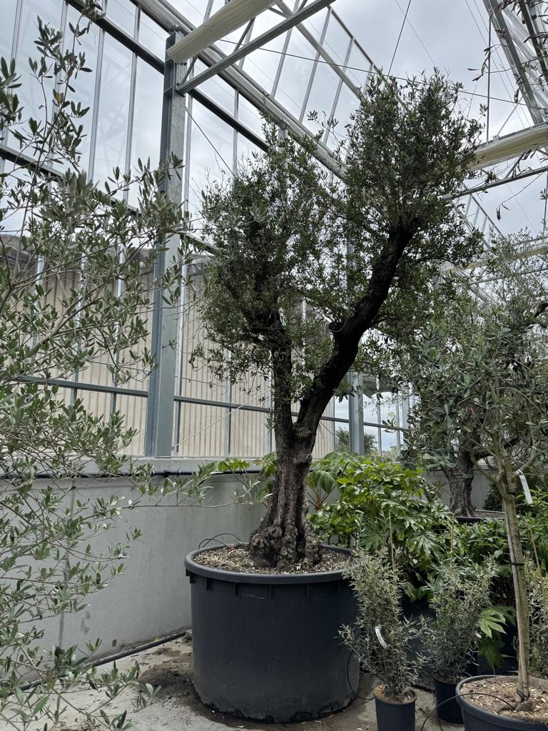 Olea europaea