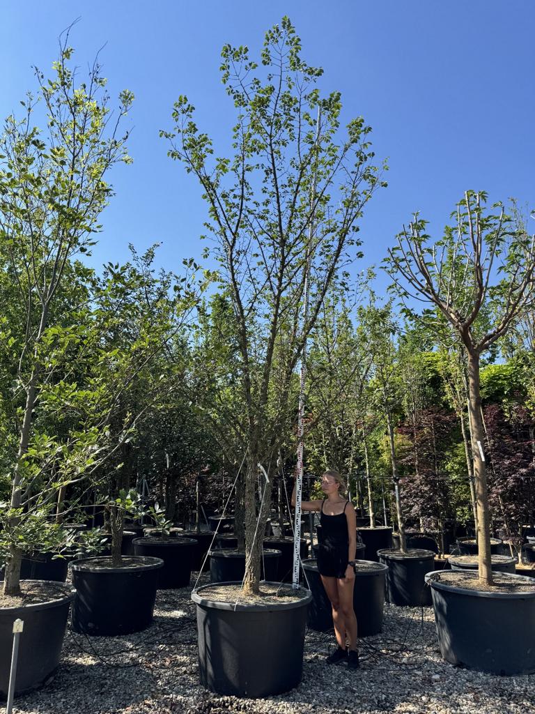 Ulmus minor 'Supercork'