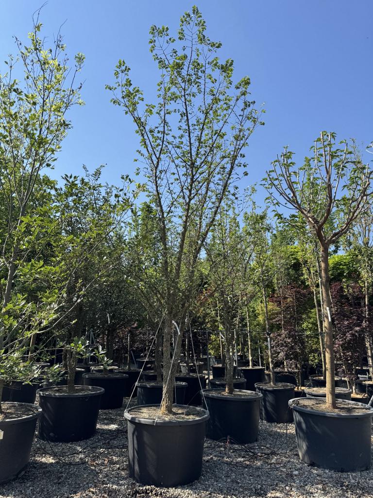 Ulmus minor 'Supercork'