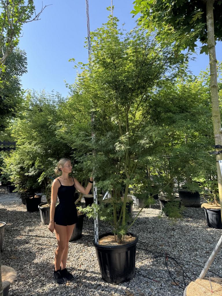 Acer palmatum 'Seiryu'