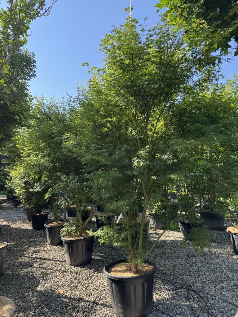 Acer palmatum 'Seiryu'