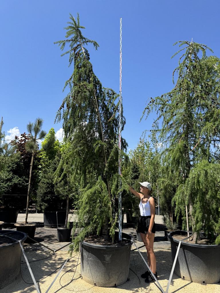 Larix decidua