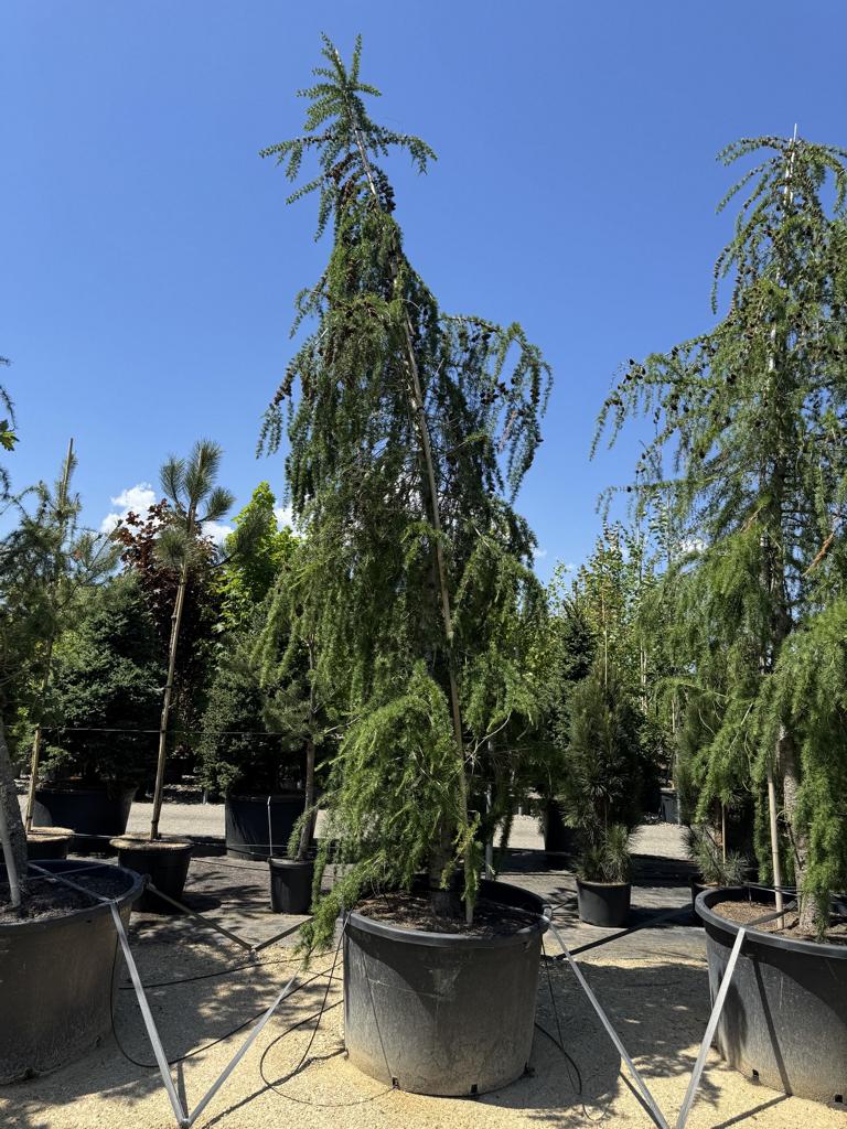 Larix decidua