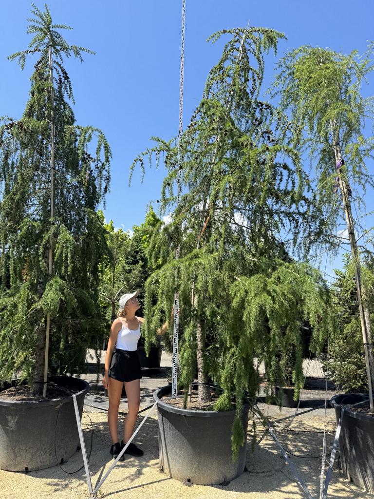 Larix decidua