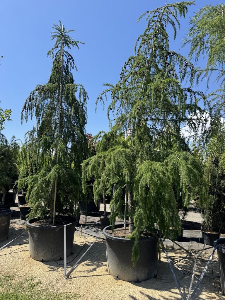 Larix decidua