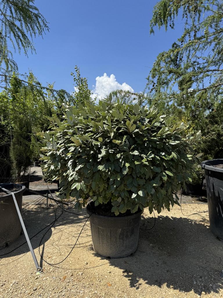 Elaeagnus ebbingei (x) Kugel