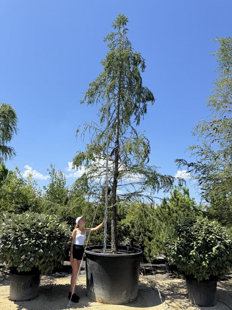 Larix decidua