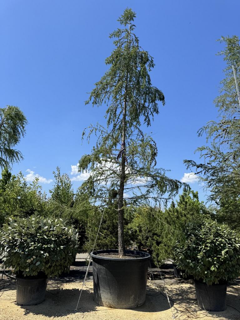 Larix decidua