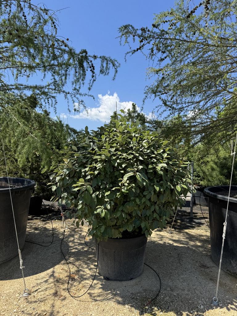 Elaeagnus ebbingei (x) Kugel