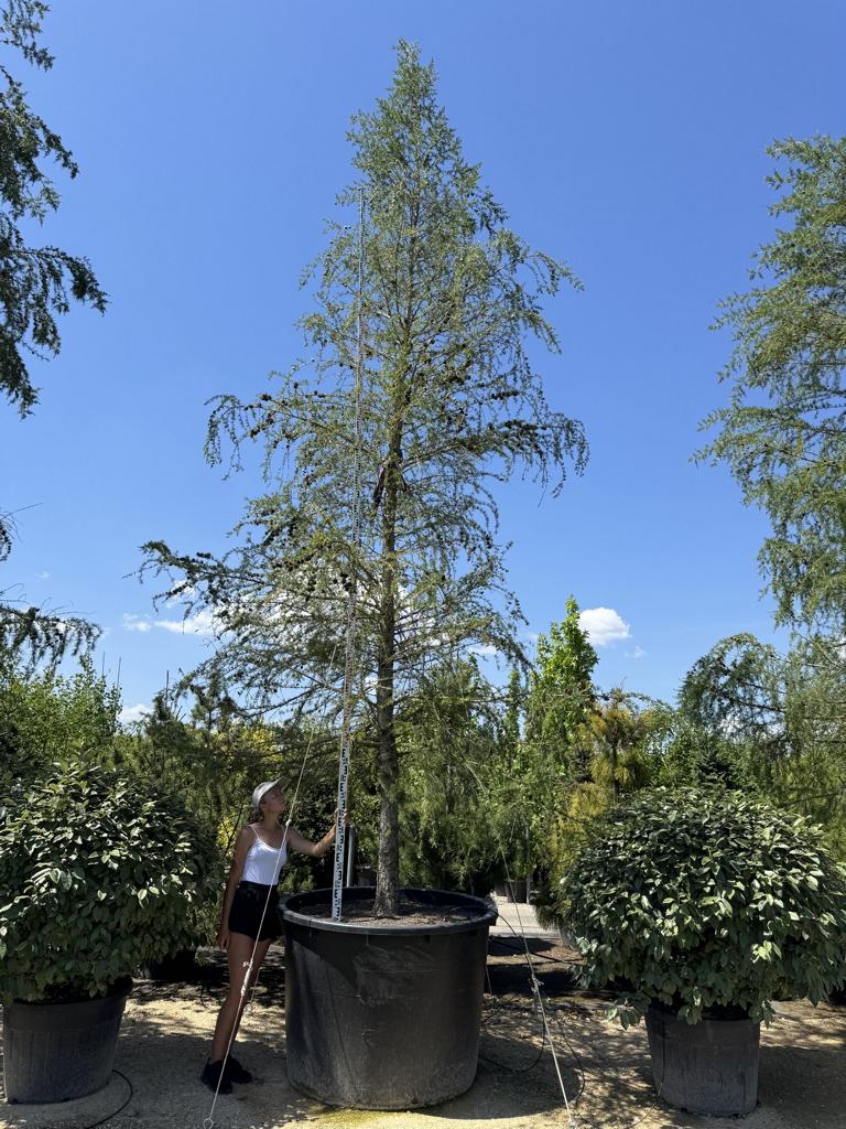 Larix decidua