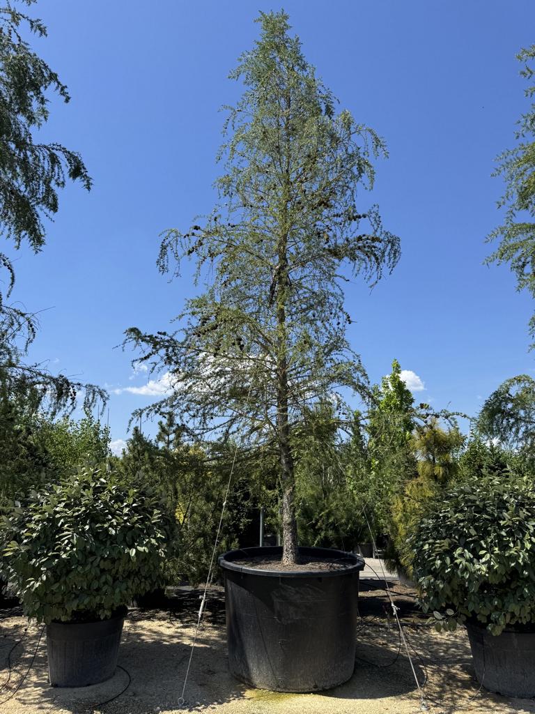 Larix decidua