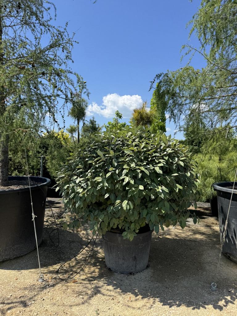Elaeagnus ebbingei (x) Kugel