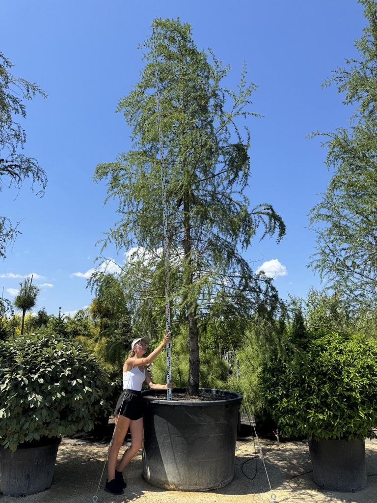 Larix decidua