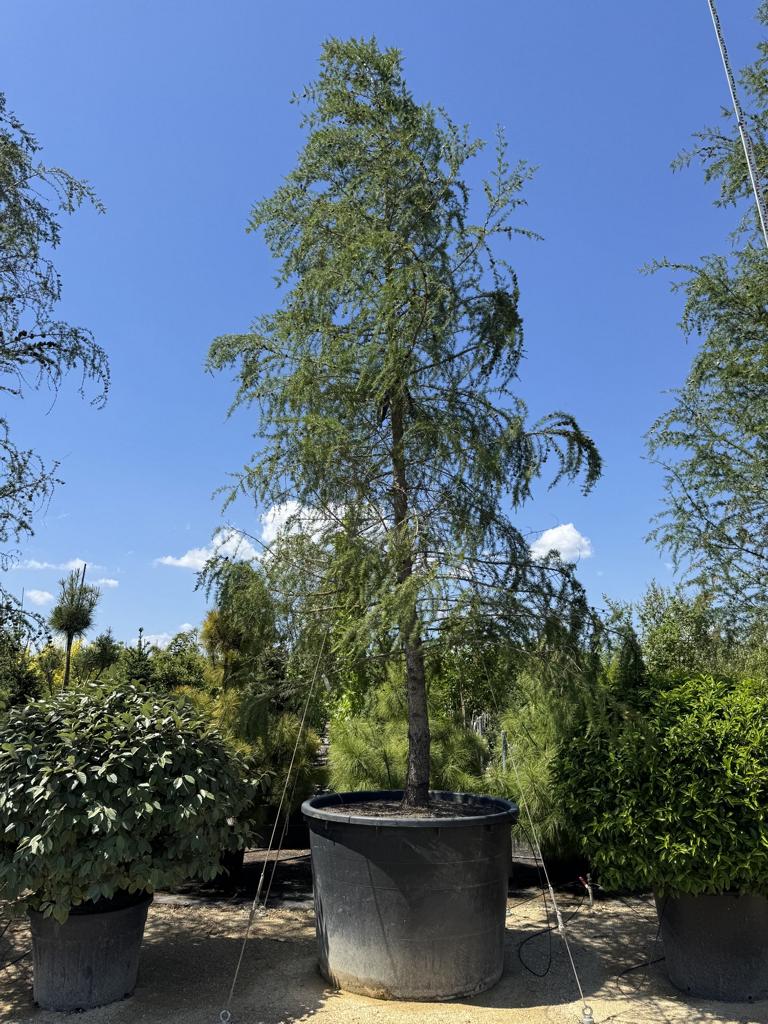 Larix decidua