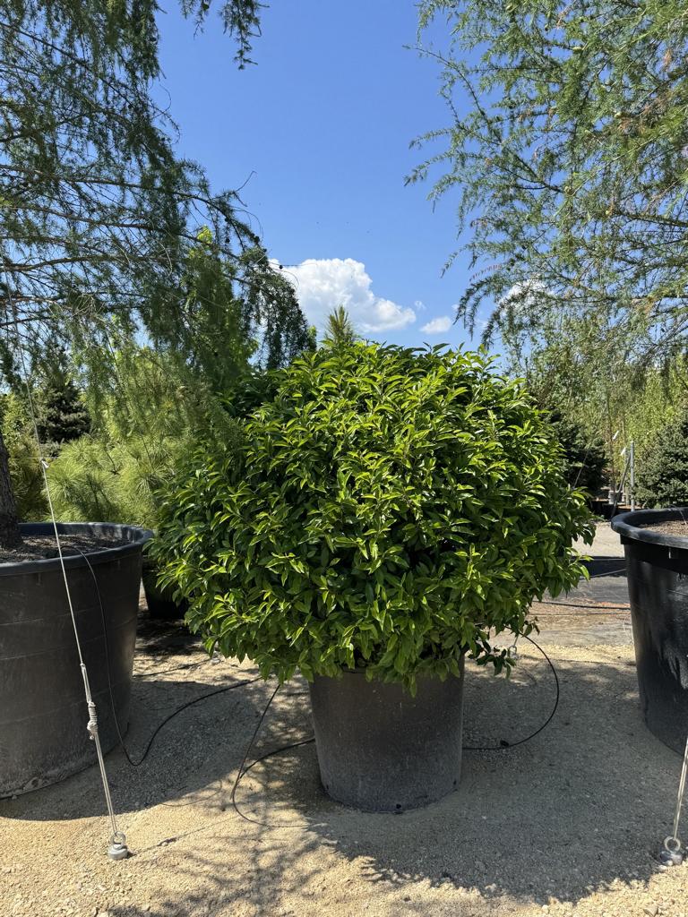 Prunus lusitanica 'Angustifolia' Kugelform