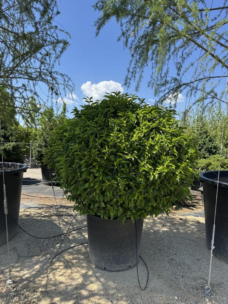 Prunus lusitanica 'Angustifolia' Kugelform