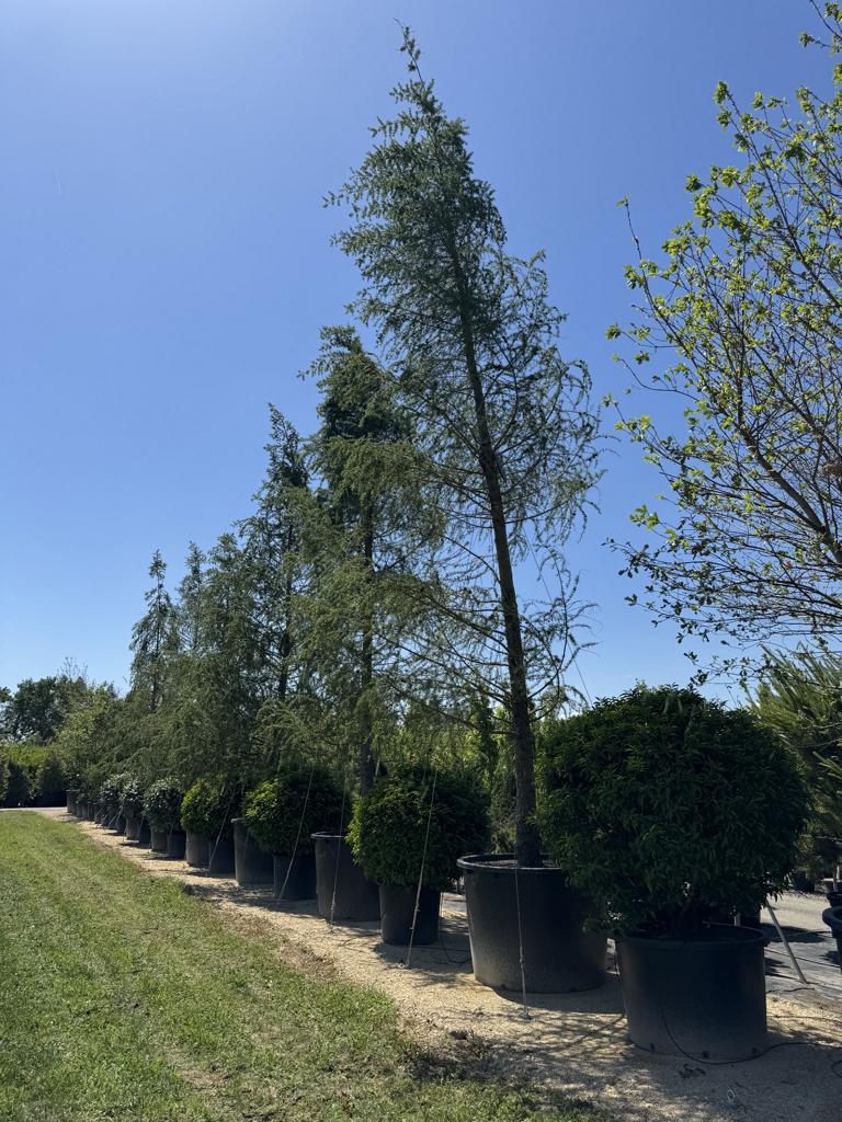 Prunus lusitanica 'Angustifolia' Kugelform