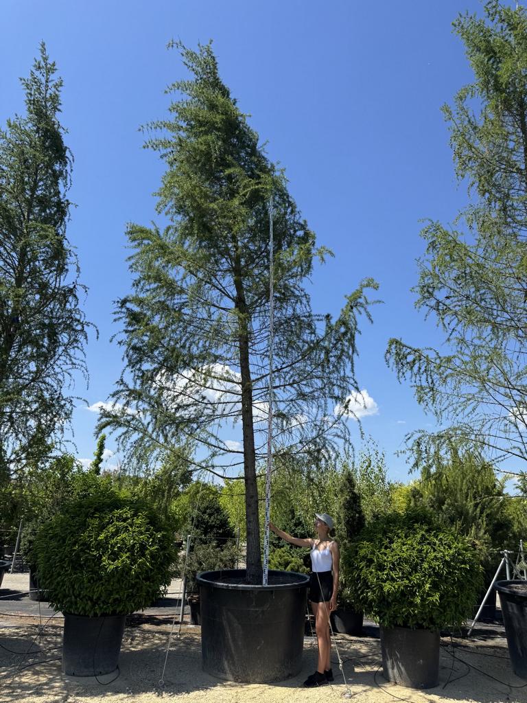 Larix decidua