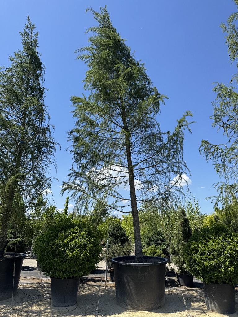 Larix decidua