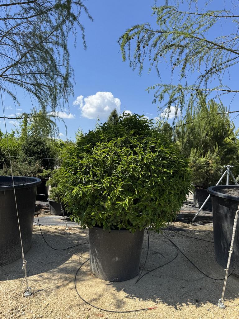 Prunus lusitanica 'Angustifolia' Kugelform
