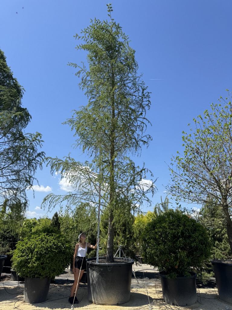 Larix decidua