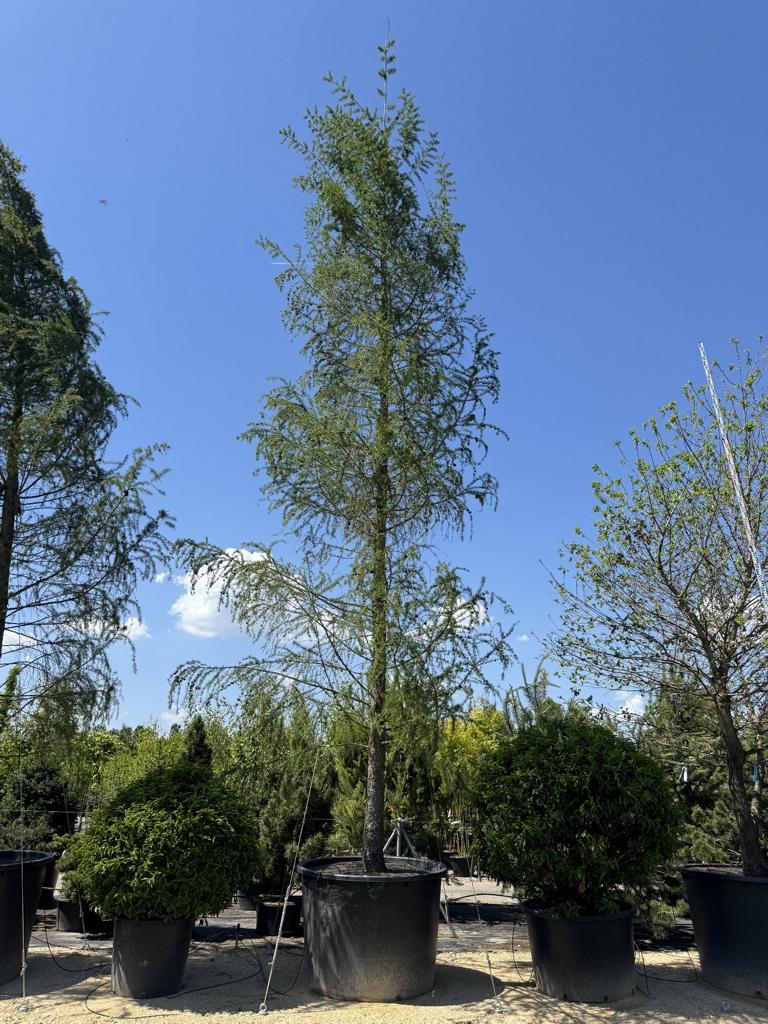 Larix decidua