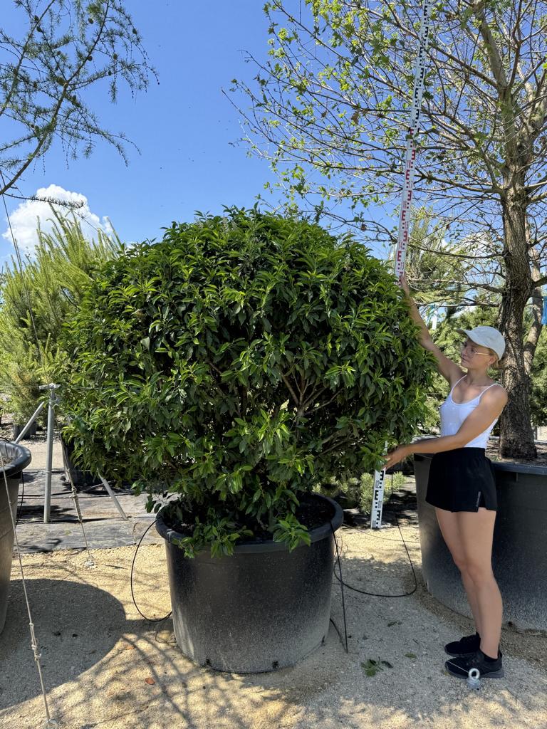 Prunus lusitanica 'Angustifolia' Kugelform
