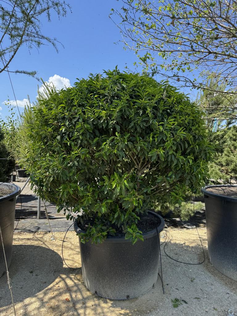 Prunus lusitanica 'Angustifolia' Kugelform