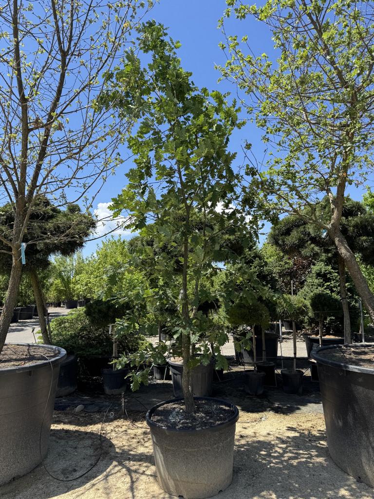 Quercus pubescens