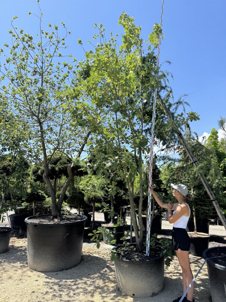 Quercus pubescens