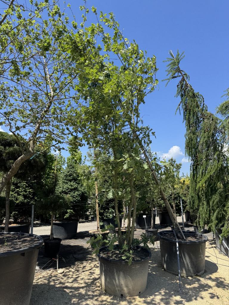 Quercus pubescens