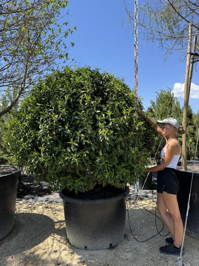 Prunus lusitanica 'Angustifolia' Kugelform