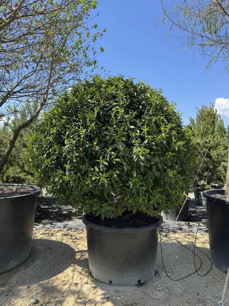 Prunus lusitanica 'Angustifolia' Kugelform