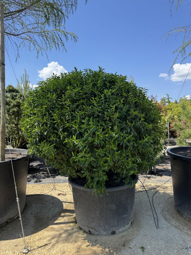 Prunus lusitanica 'Angustifolia' Kugelform