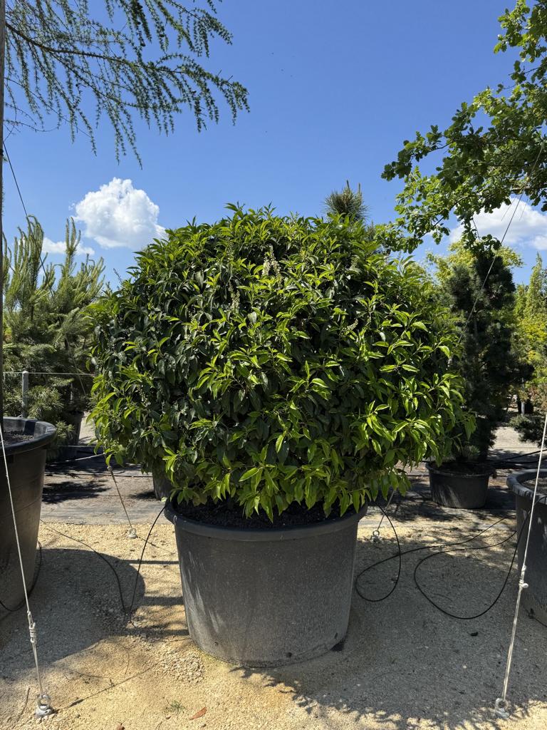 Prunus lusitanica 'Angustifolia' Kugelform