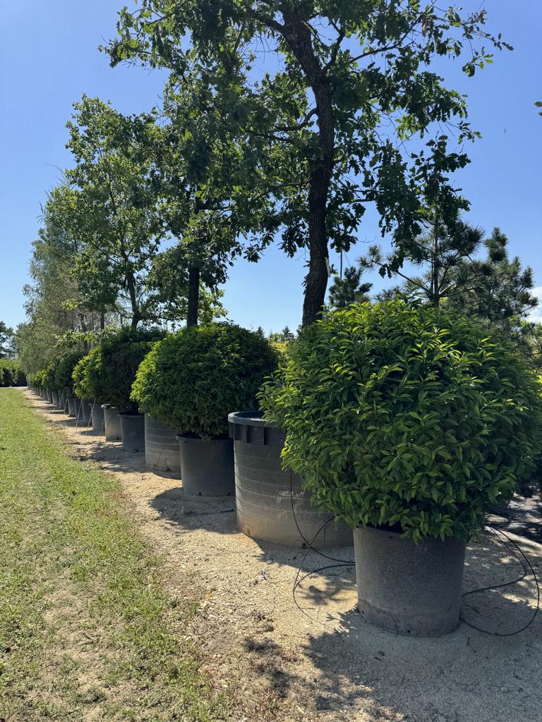 Prunus lusitanica 'Angustifolia' Kugelform