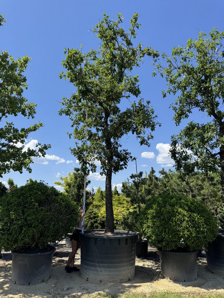 Quercus pubescens