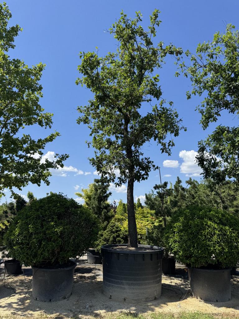 Quercus pubescens